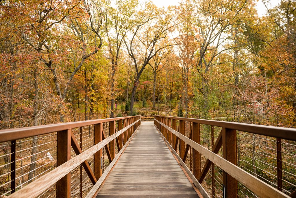 autumn view of the north forest from the north elevator bridge