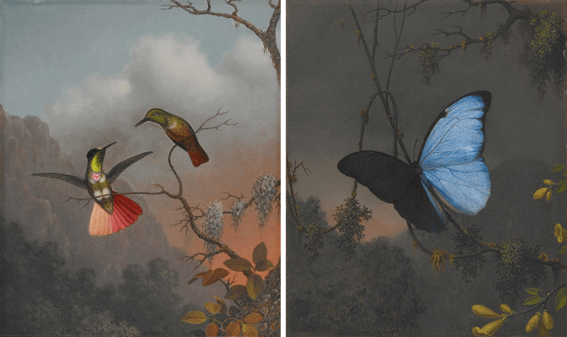 Left: Martin Johnson Heade, Hooded Visorbearer, ca. 1863-1864, oil on canvas, 12 1/4 × 10 in. (31.1 × 25.4 cm) Framed: 18 1/2 × 16 1/2 × 3 3/4 in. Crystal Bridges Museum of American Art, Bentonville, Arkansas, 2006.93; Right: Martin Johnson Heade, Blue Morpho Butterfly, ca. 1863-1864, oil on canvas, 12 1/4 × 10 in. (31.1 × 25.4 cm) Framed: 18 1/2 × 16 1/2 × 3 3/4 in. Crystal Bridges Museum of American Art, Bentonville, Arkansas, 2006.92 Two birds on a branch against sunset; a blue butterfly with dark sky and foliage.